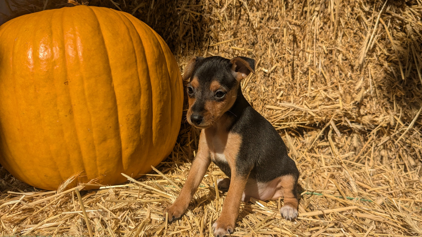 MINI PINSCHER (08/25) MALE