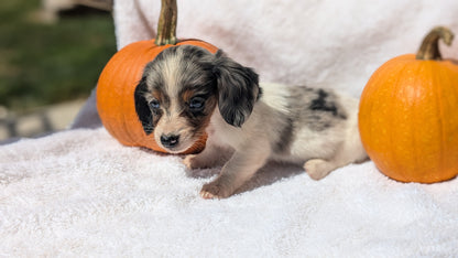 MINI DACHSHUND (07/22) MALE