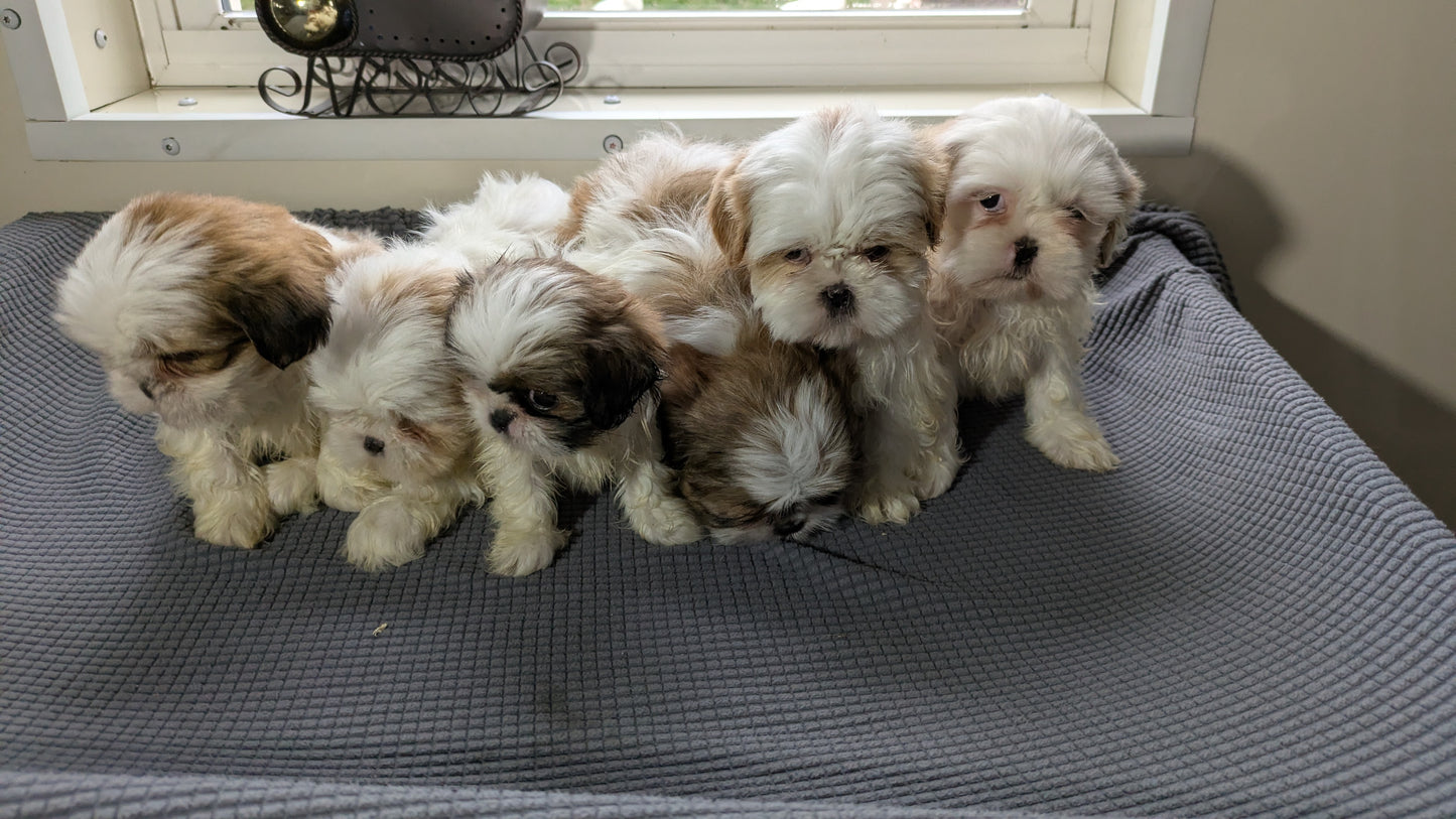 SHIH TZU (10/30) FEMALE