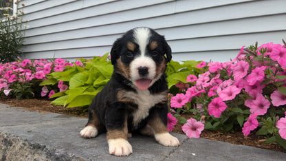 BERNESE MOUNTAIN DOG (06/03) FEMALE