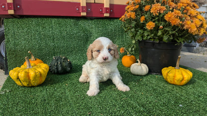 CAVAPOO (08/13) FEMALE