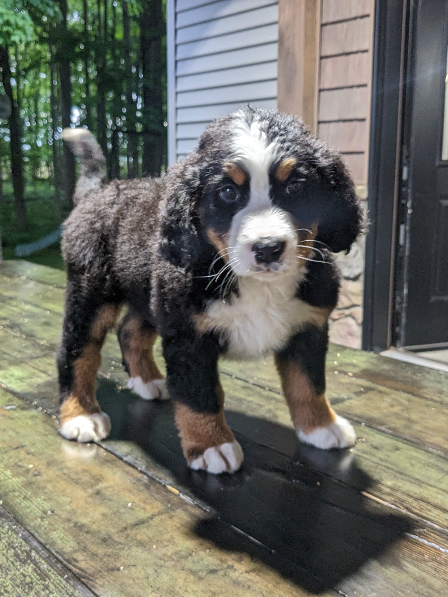 BERNESE MOUNTAIN DOG (03/21) FEMALE