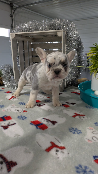 FRENCH BULLDOG (10/30) FEMALE