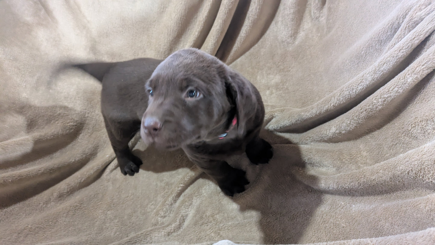 LABRADOR RETRIEVER (10/17) FEMALE