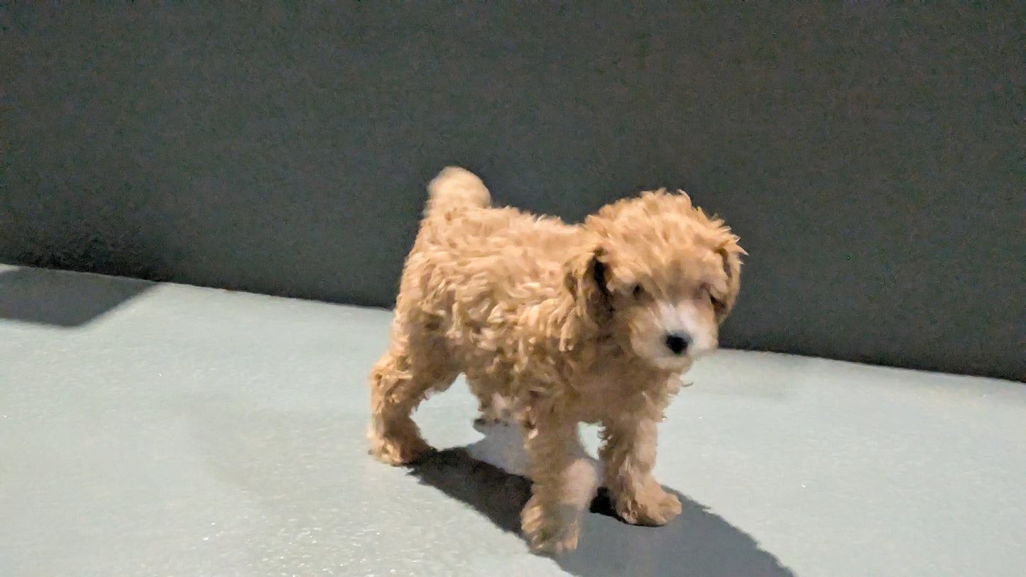 TOY POODLE (11/02) MALE