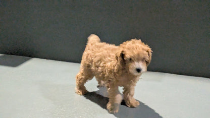 TOY POODLE (11/02) MALE