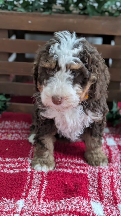 MINI BERNEDOODLE (11/07) MALE