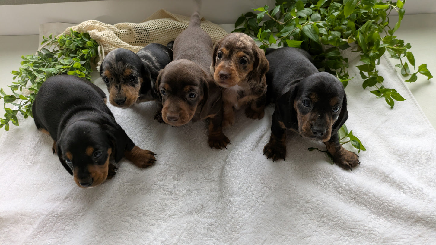 MINI DACHSHUND (01/27) MALE