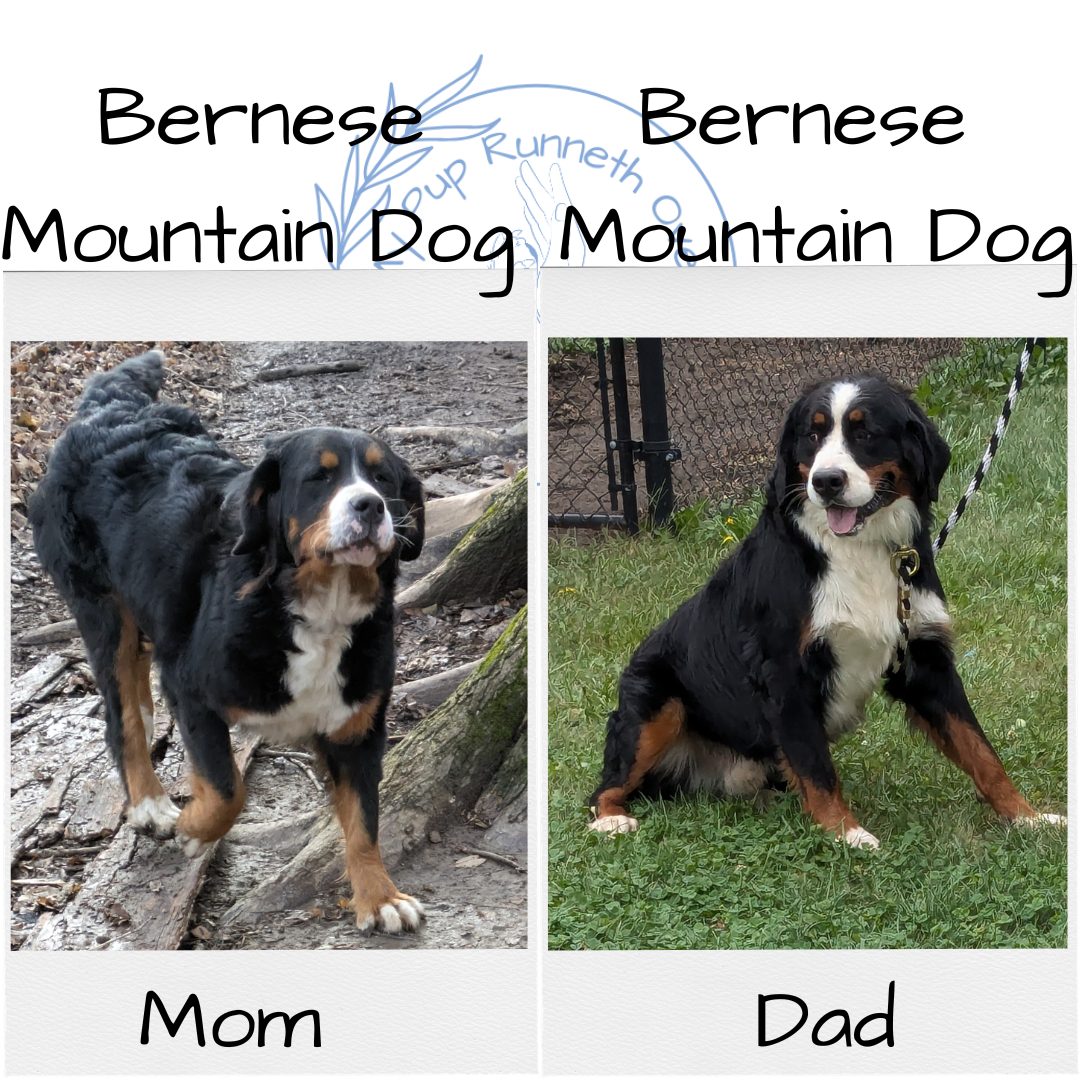 BERNESE MOUNTAIN DOG (11/17) MALE