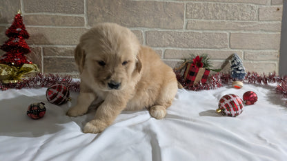 GOLDEN RETRIEVER (11/11) FEMALE