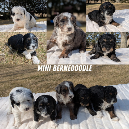 MINI BERNEDOODLE (02/03) FEMALE