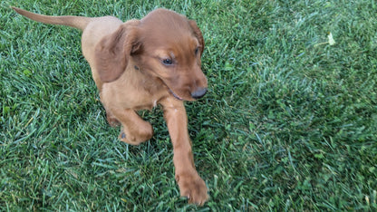 IRISH SETTER (07/20) MALE