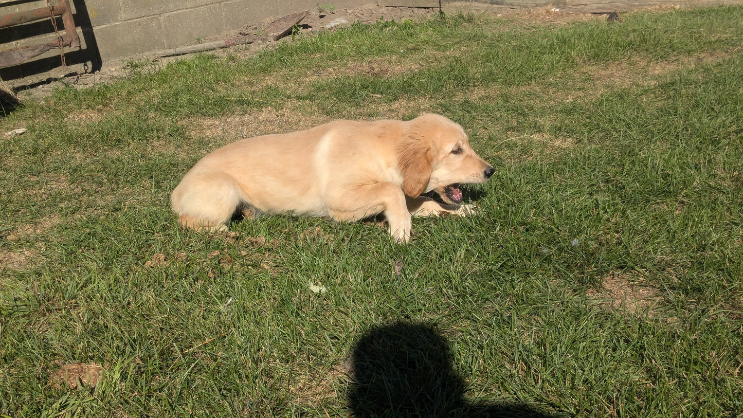 GOLDEN RETRIEVER (06/24) FEMALE