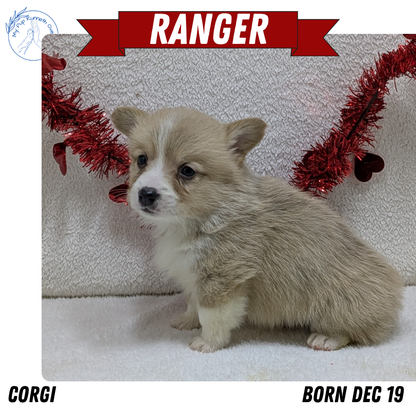 CORGI (12/19) MALE