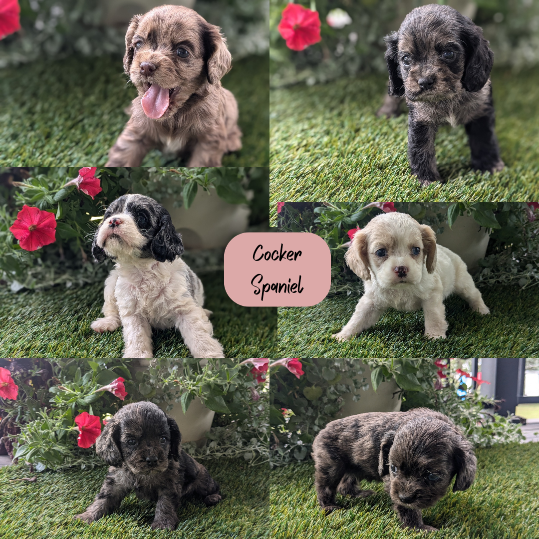 COCKER SPANIEL (07/24) MALE