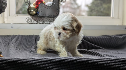 SHIH TZU (10/30) FEMALE