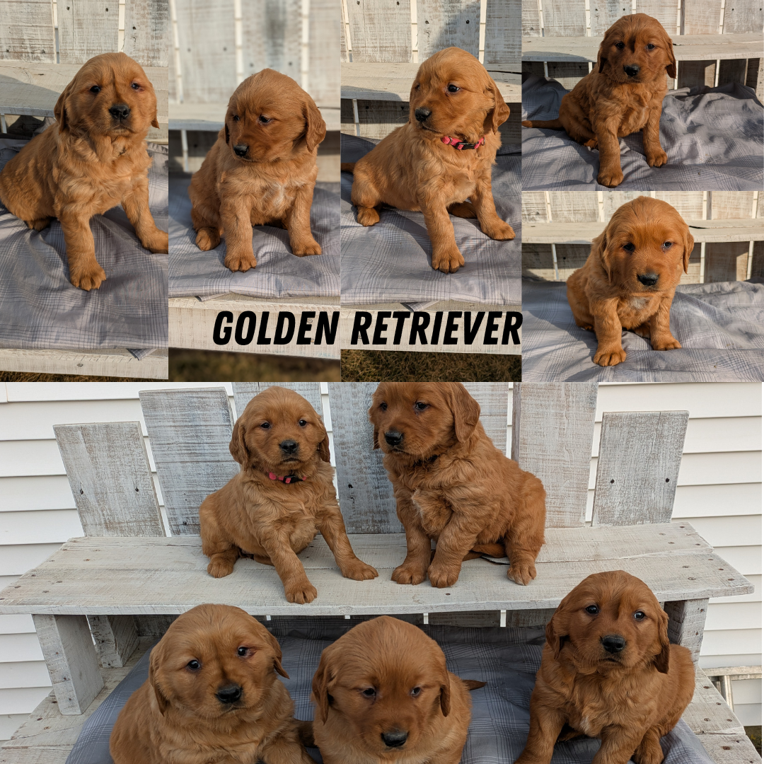 GOLDEN RETRIEVER (12/24) FEMALE