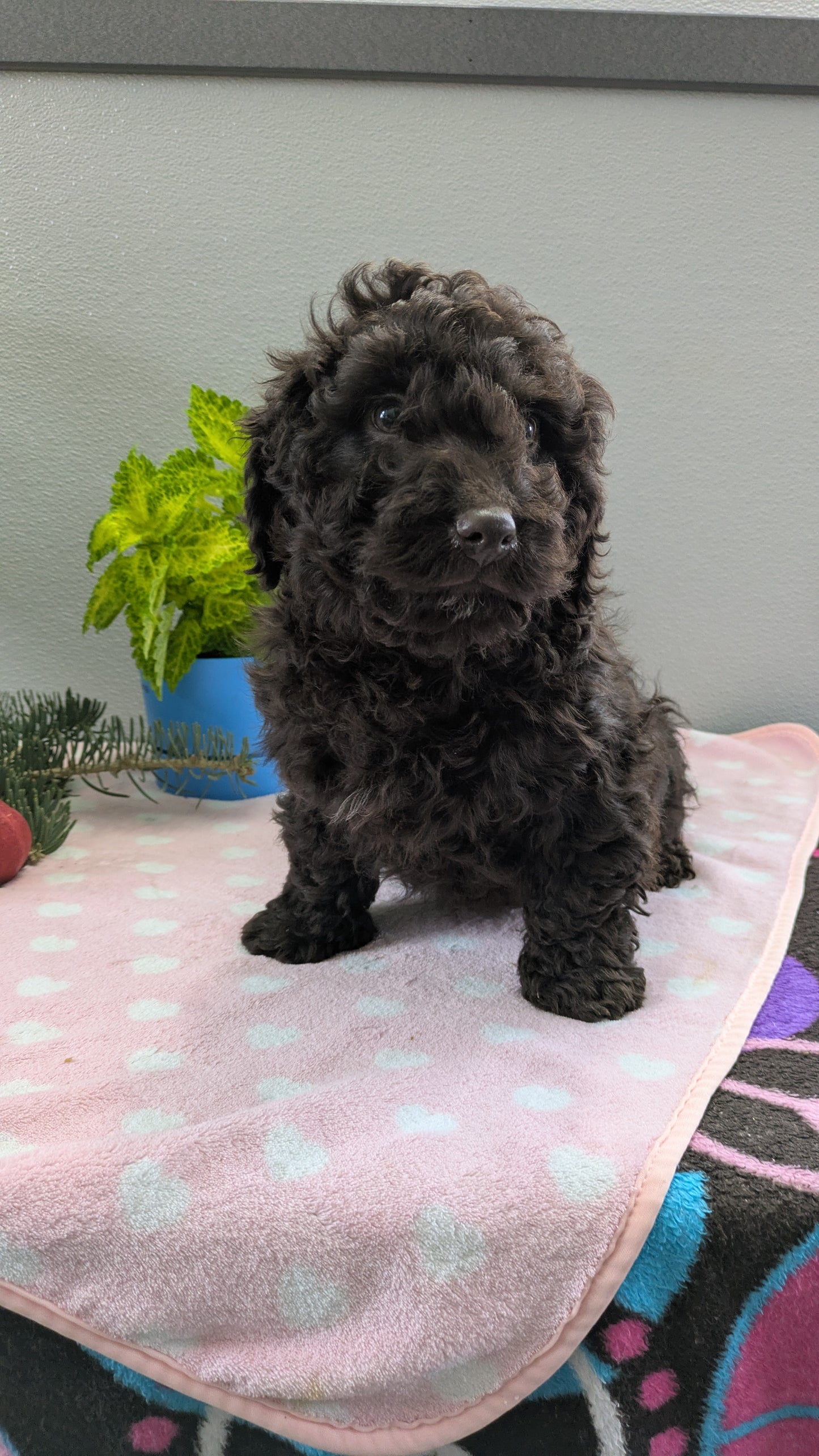 MINI LABRADOODLE (11/26) MALE