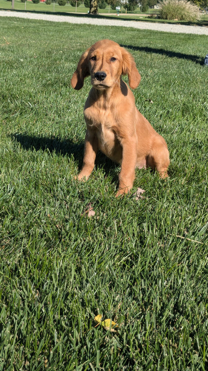 GOLDEN RETRIEVER (06/24) FEMALE