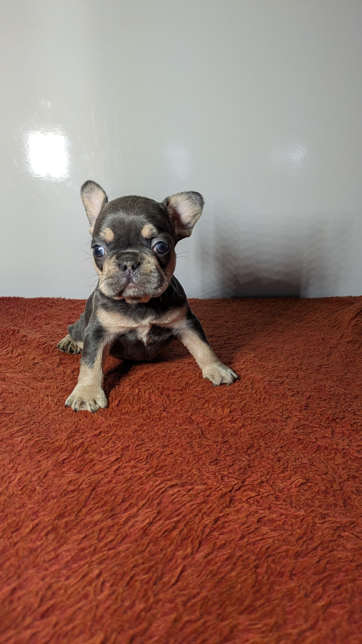 FRENCH BULLDOG (12/21) FEMALE