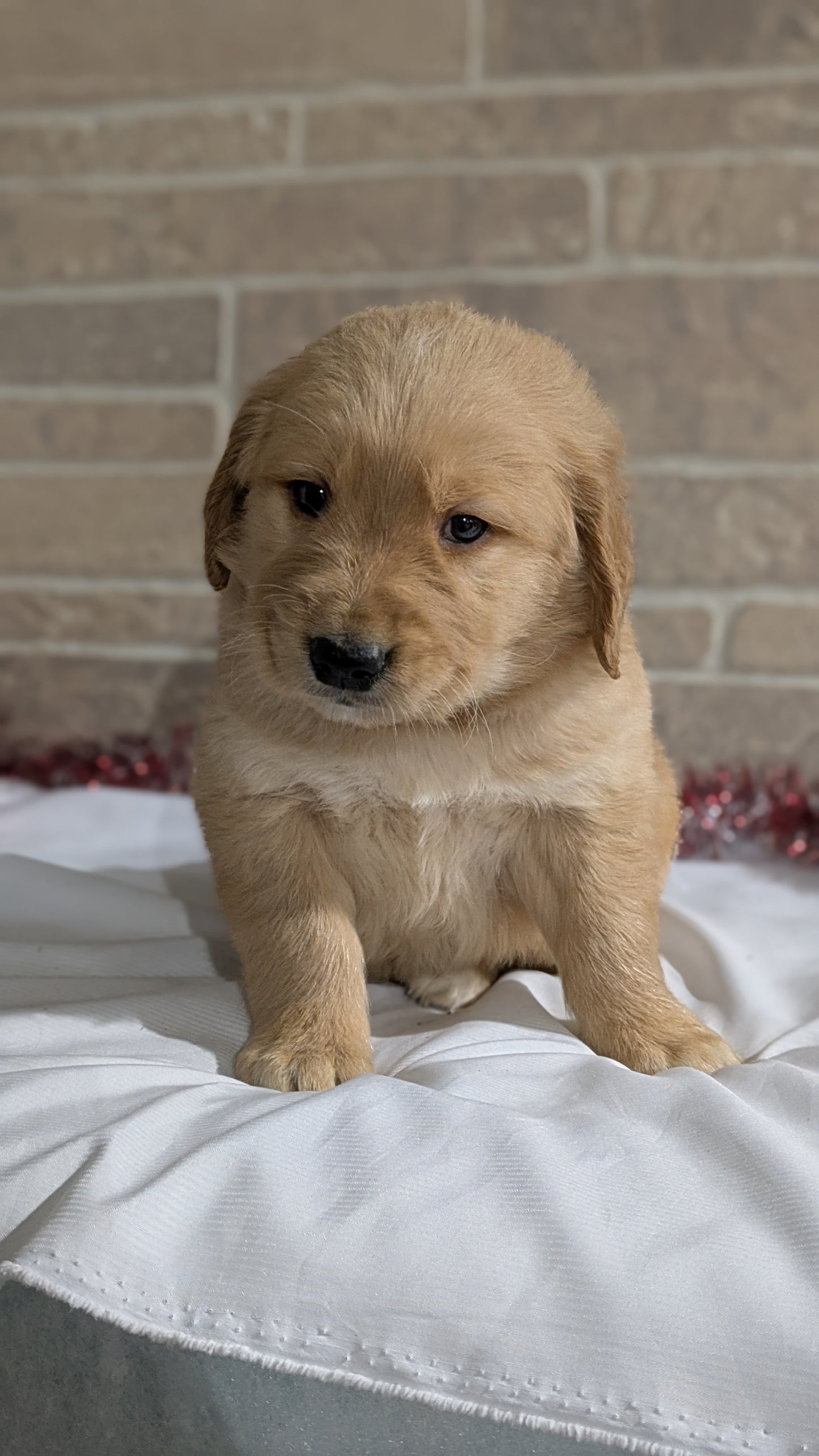 GOLDEN RETRIEVER (11/11) MALE