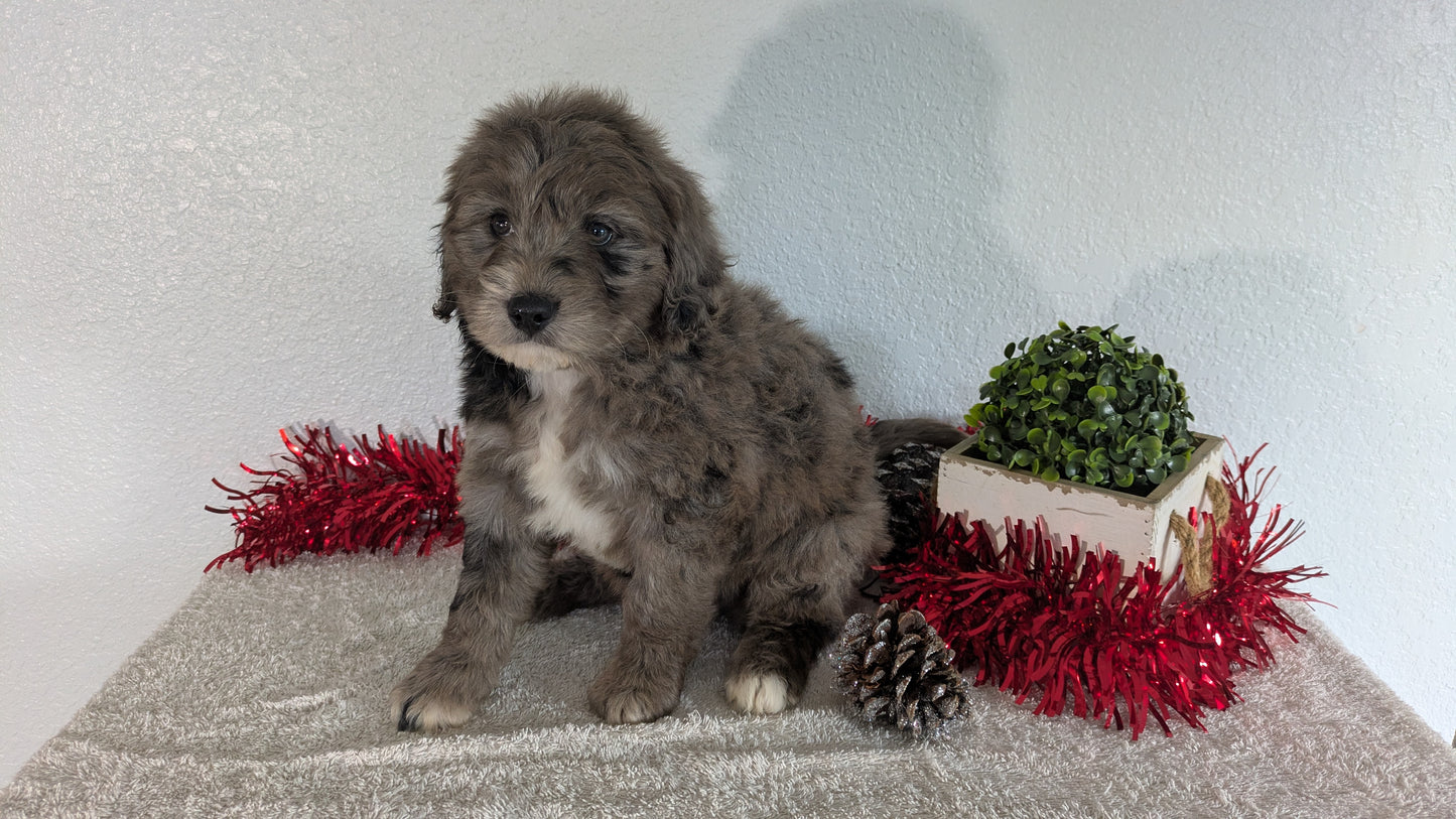 MINI BERNEDOODLE (10/14) MALE