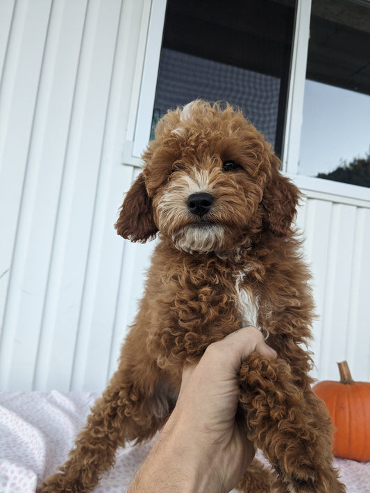 MINI GOLDENDOODLES (TEDDY X HAZEL)