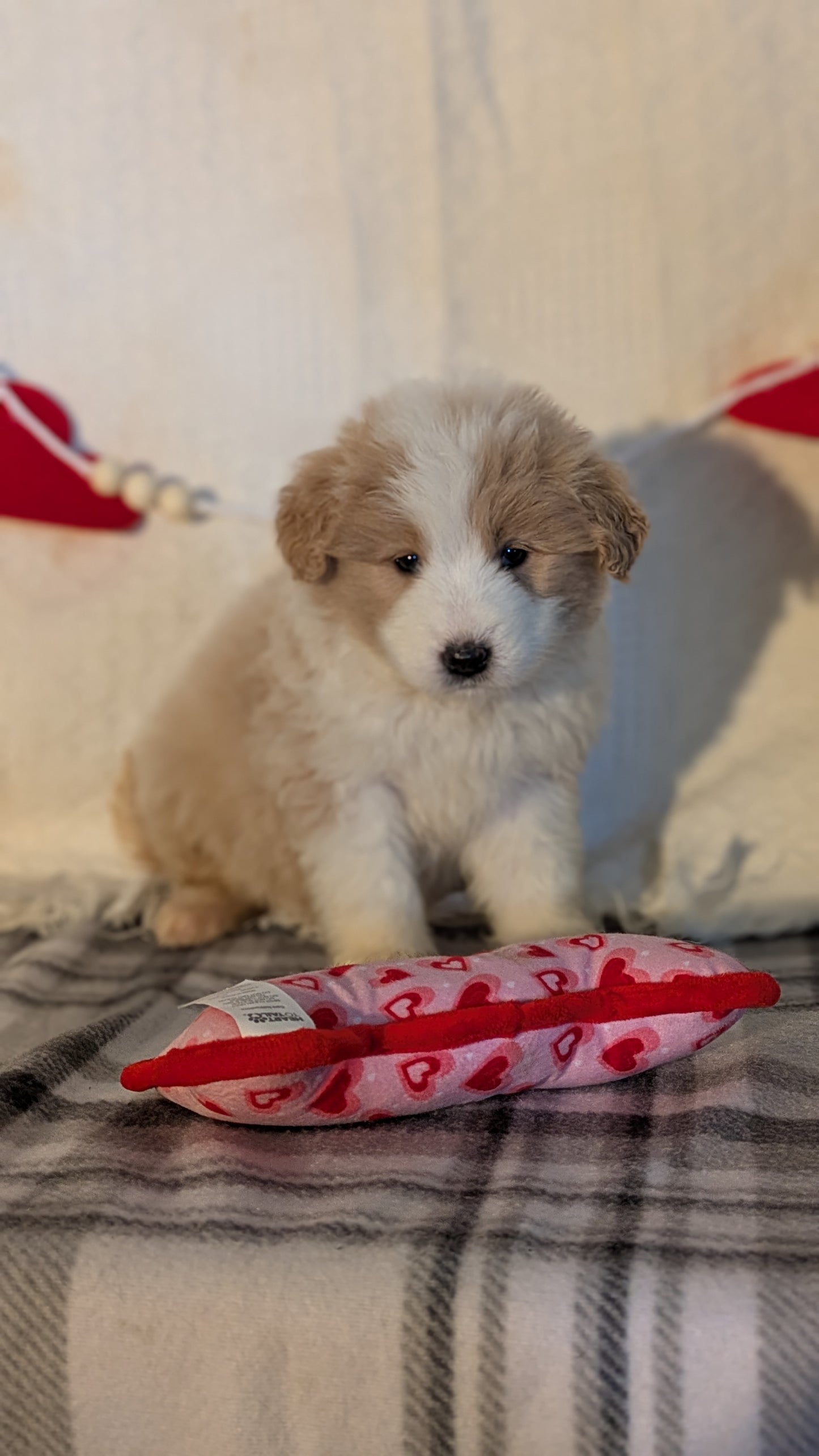 SAMOYED (12/14) FEMALE