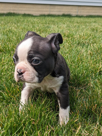 BOSTON TERRIER (02/04) MALE