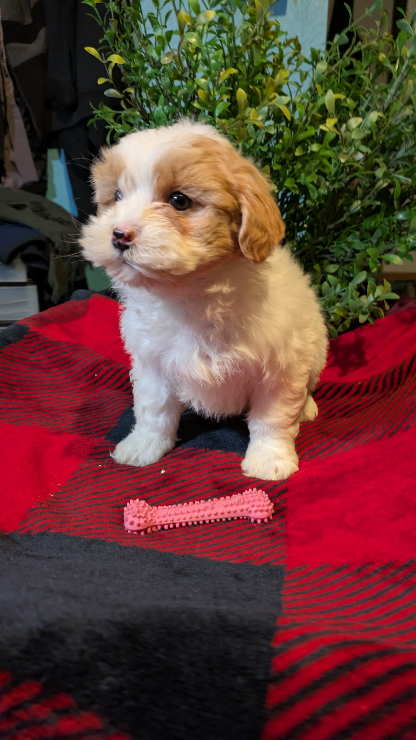 SHIHPOO (11/17) FEMALE