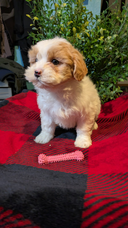 SHIHPOO (11/17) FEMALE