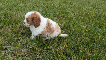 CAVAPOO (06/29) FEMALE