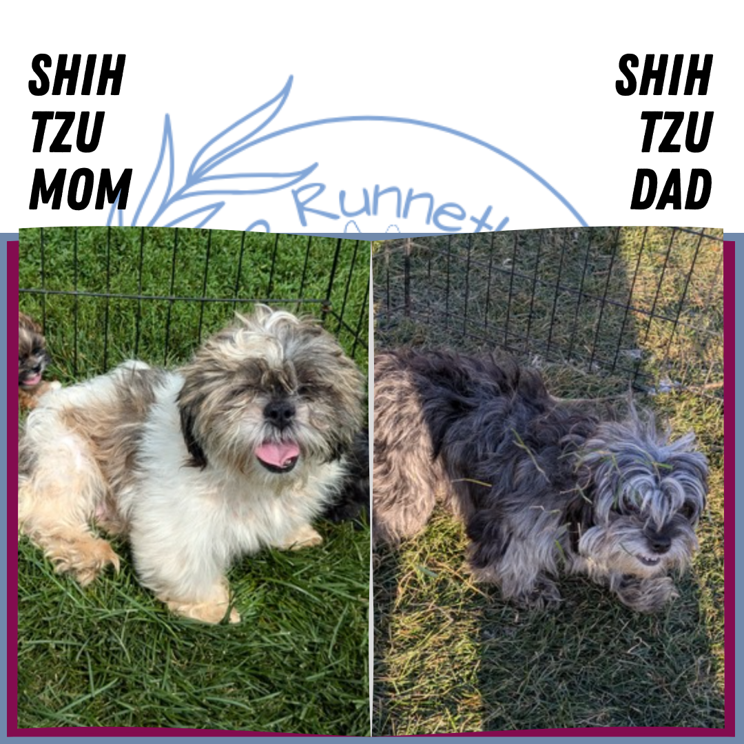 SHIH TZU (12/08) FEMALE