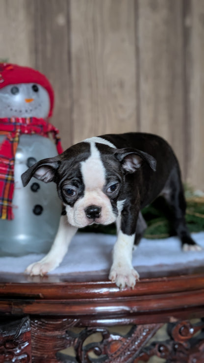 BOSTON TERRIER (10/26) FEMALE