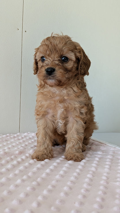 CAVAPOO (12/31) MALE