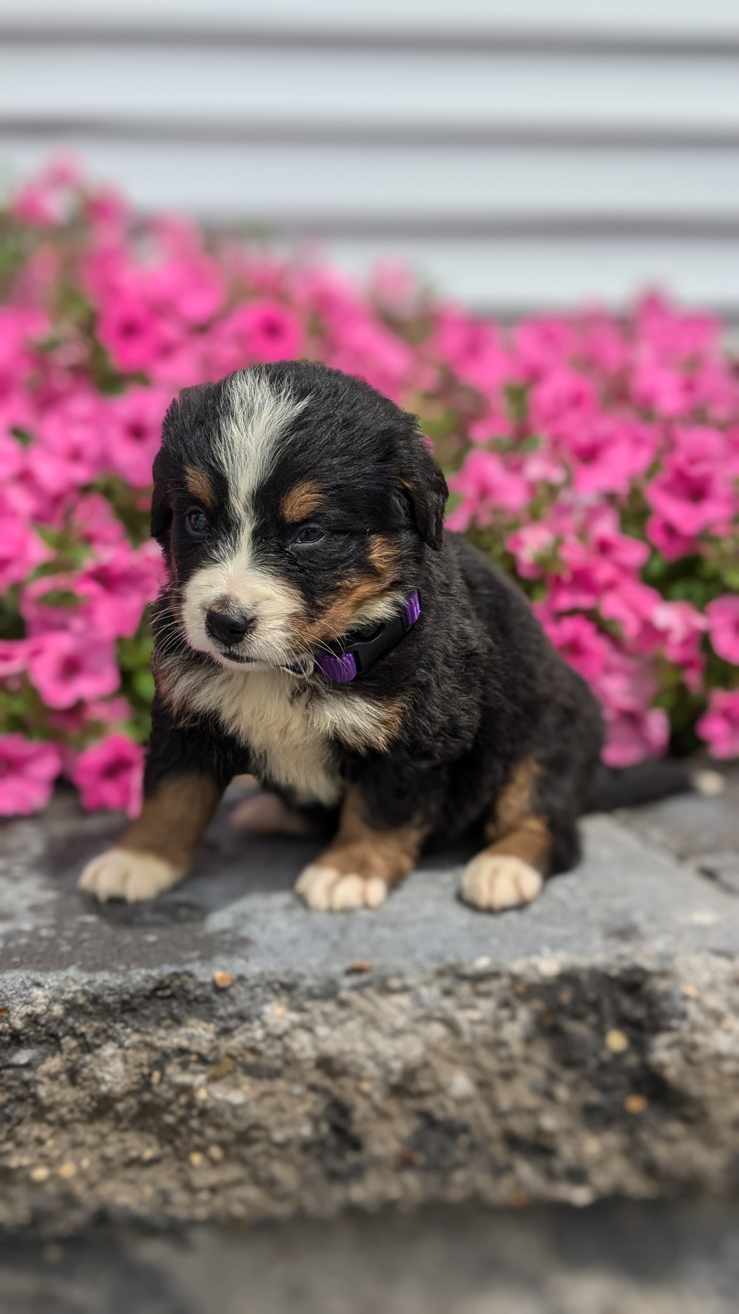 BERNESE MOUNTAIN DOG (06/05) FEMALE