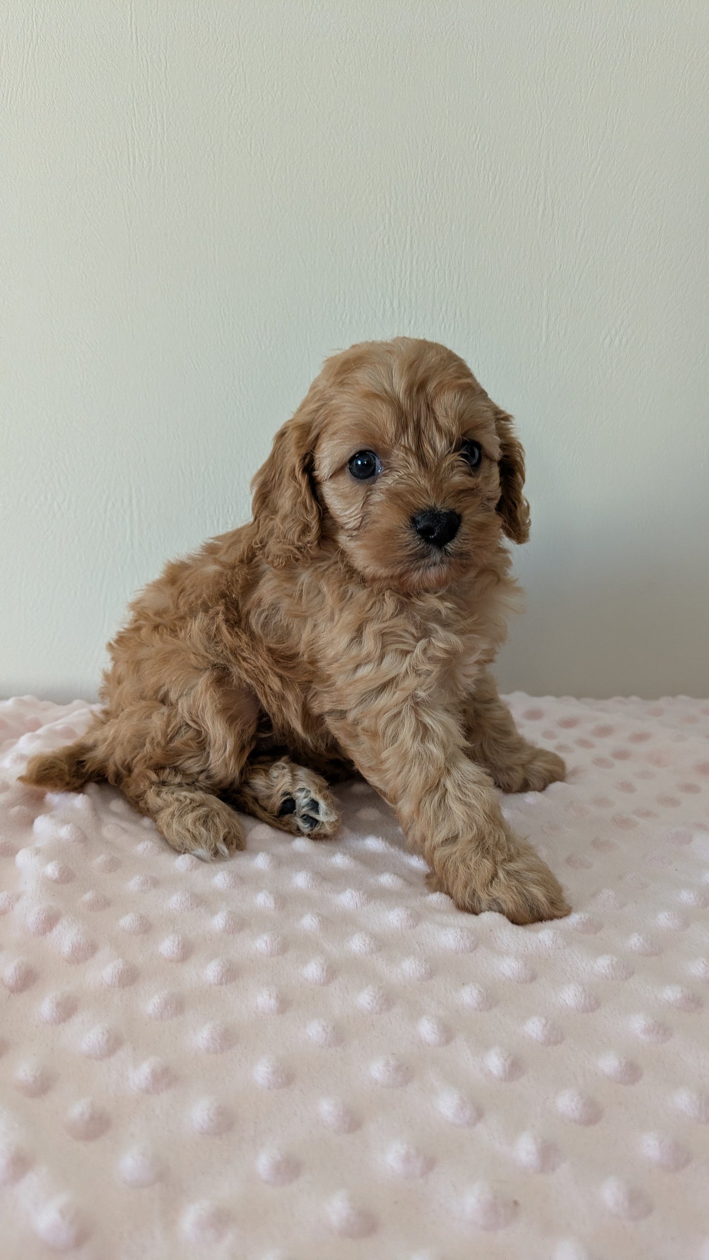 CAVAPOO (12/31) FEMALE