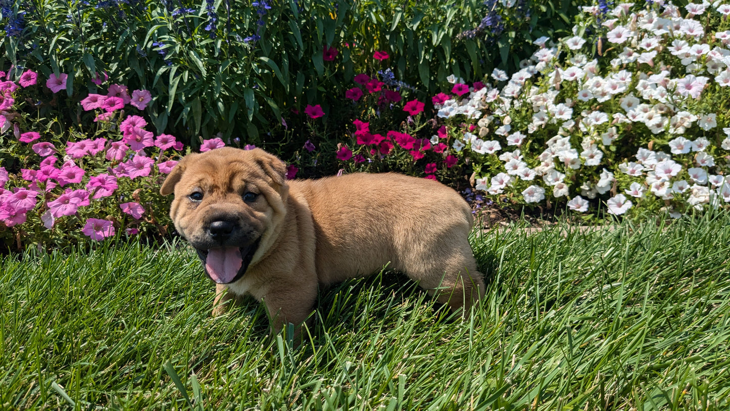 SHAR-PEI CROSS (06-30) FEMALE