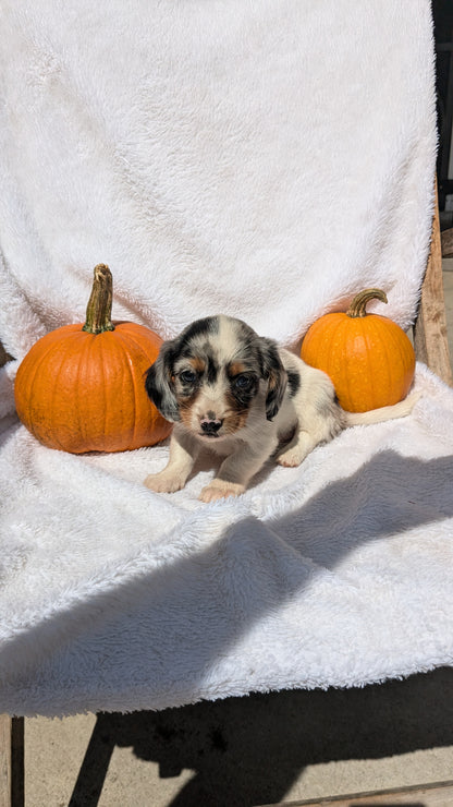 MINI DACHSHUND (07/22) MALE