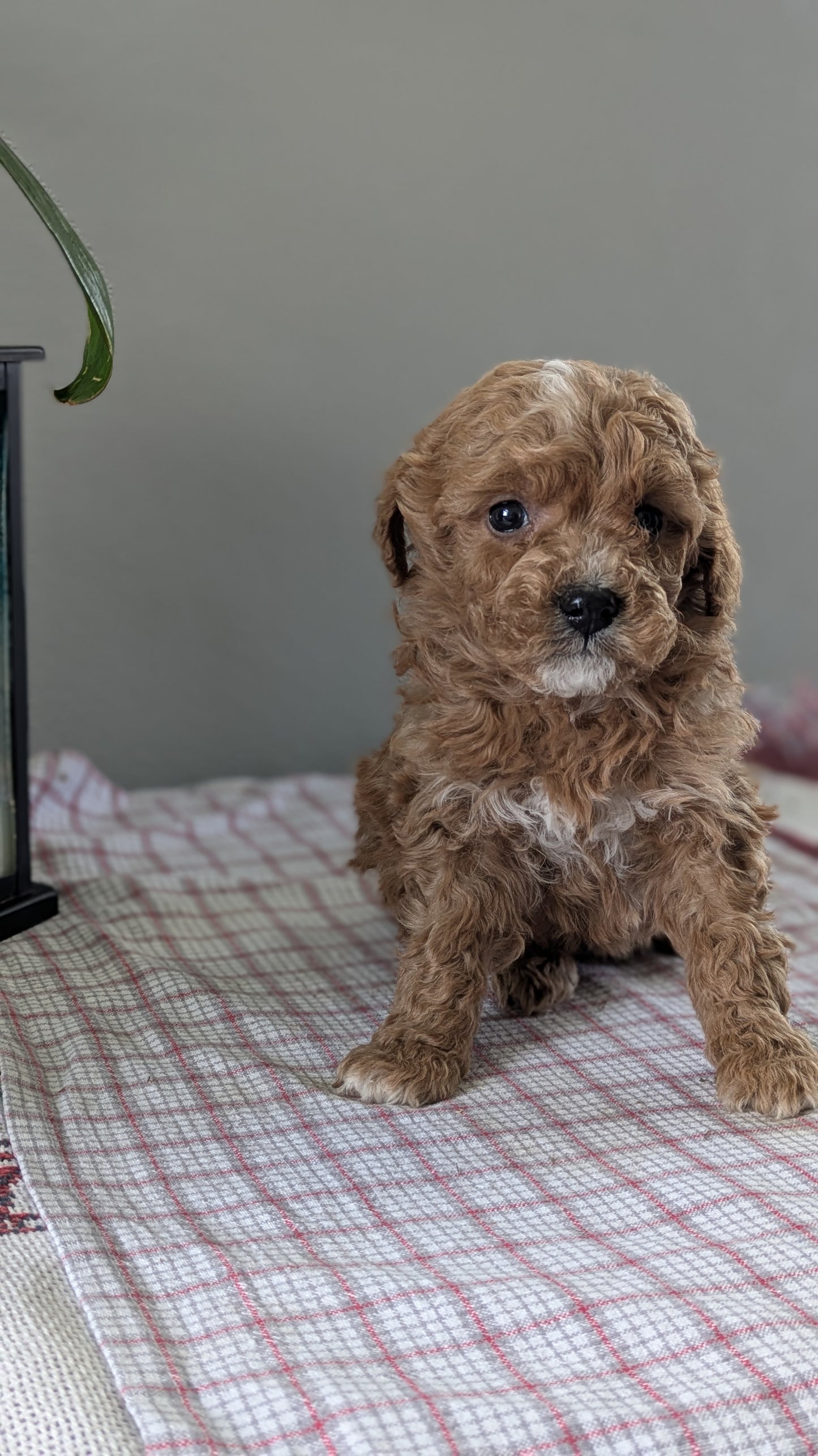 MINI GOLDENDOODLE (12/09) FEMALE