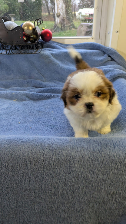 SHIH TZU (10/30) FEMALE