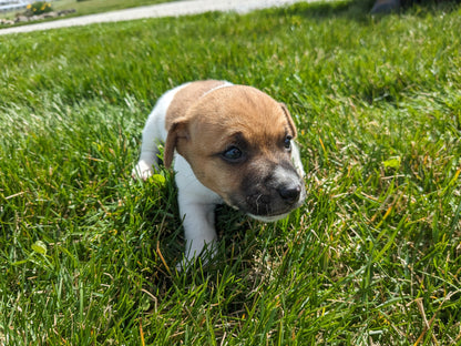 JACK RUSSELL TERRIER (03/08) MALE