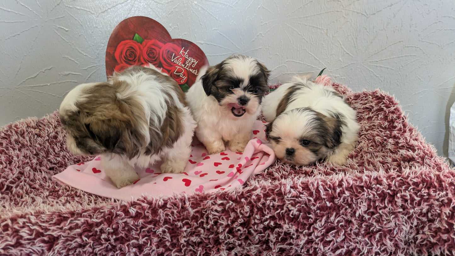 SHIH TZU (12/08) FEMALE