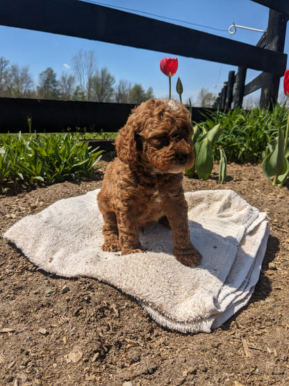 CAVAPOO (03/17) MALE