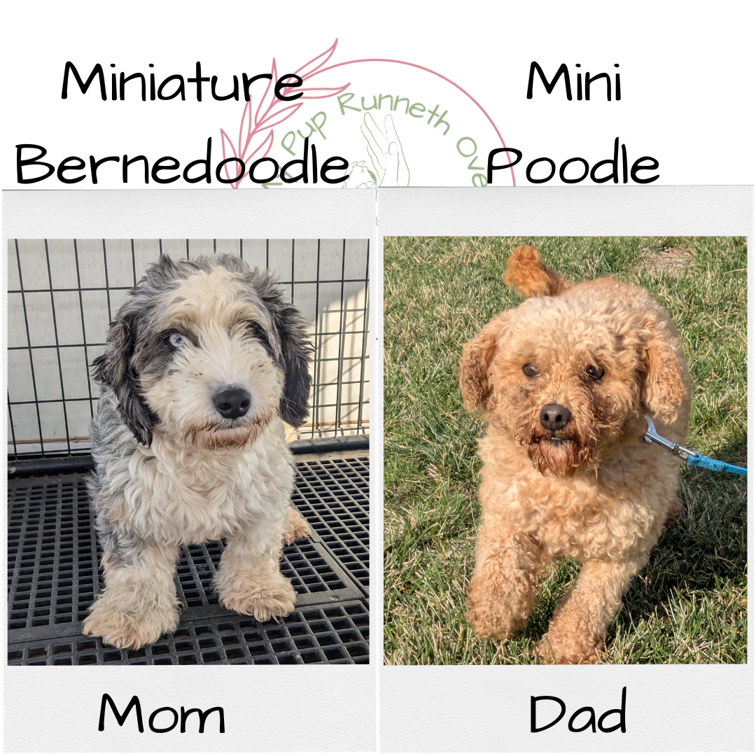 MINI BERNEDOODLE (10/14) MALE