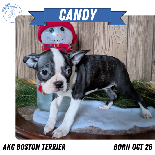 BOSTON TERRIER (10/26) FEMALE