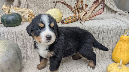 BERNESE MOUNTAIN DOG (08/18) MALE