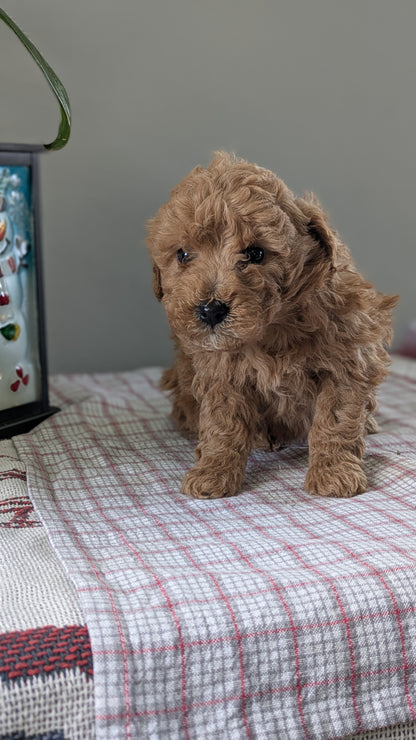 MINI GOLDENDOODLE (12/09) MALE