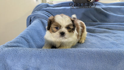 SHIH TZU (10/30) MALE