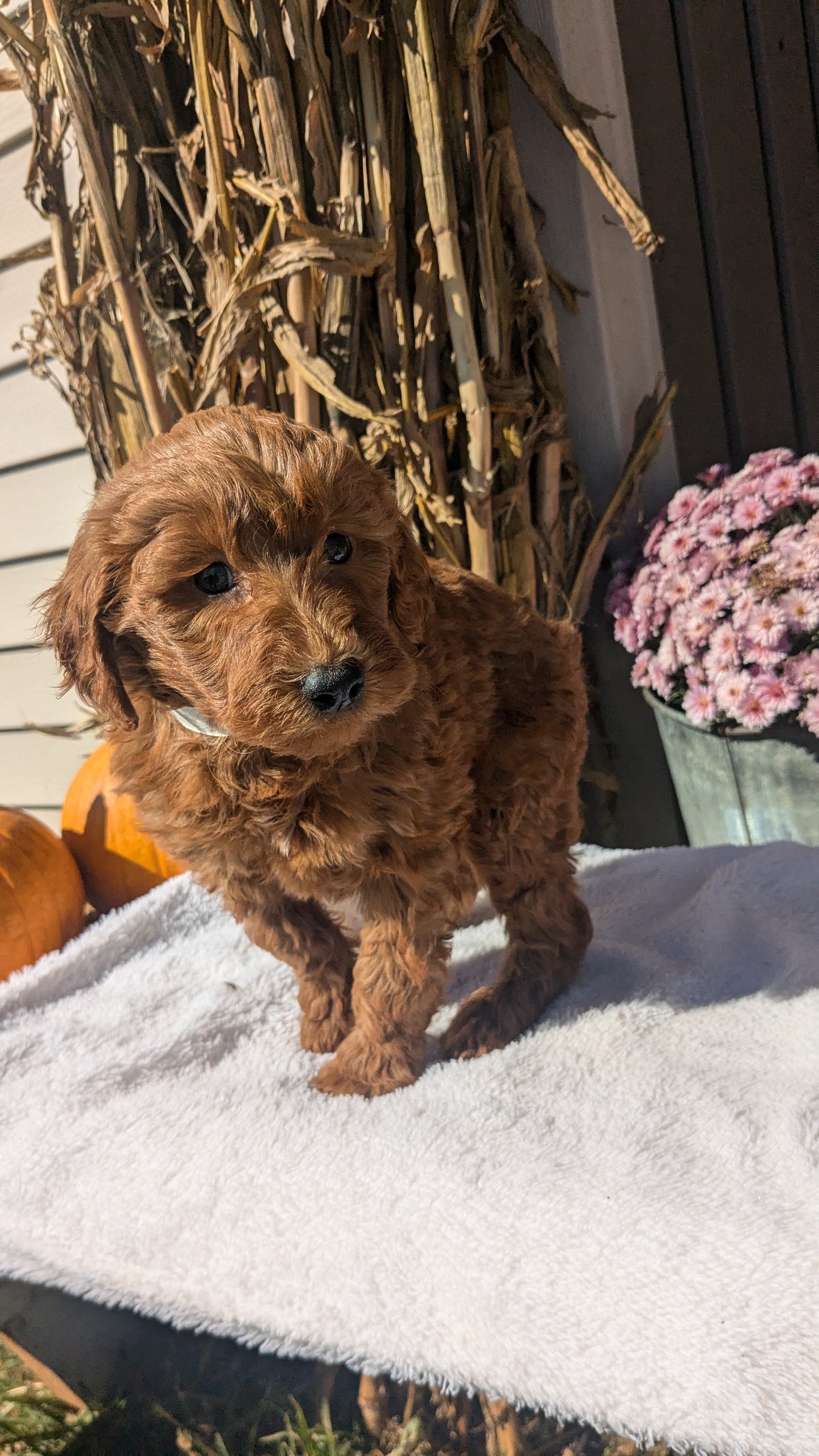 MINI POODLE (08/20) MALE